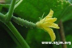 孕妇梦见小瓜吃瓜,小瓜吃瓜的寓意与启示