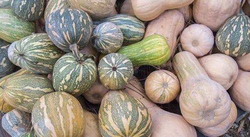 什么瓜女人吃最好吃,女性养生佳品，揭秘哪一种最适宜食用