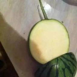 吃货瓜能说,吃货瓜的味蕾之旅