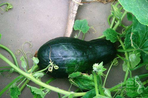 茛瓜怎么吃,探索美味与营养的完美结合