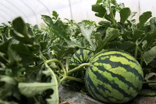 吃瓜归吃瓜别堵路,享受娱乐，勿扰公共秩序