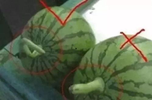 最全吃瓜名字,最全吃瓜名字大盘点，带你领略明星幕后故事