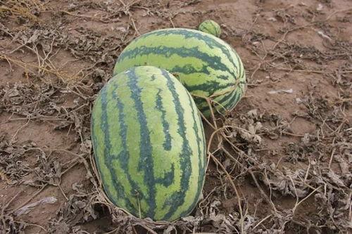 梦见瓜地吃小瓜,小瓜的甜蜜诱惑