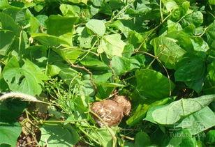 吃生土瓜,探寻土瓜生食的独特魅力与营养秘密
