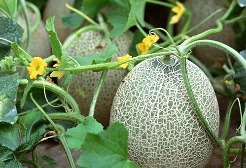 吃哈密瓜可以吃萝卜吗,美味搭配的饮食新主张