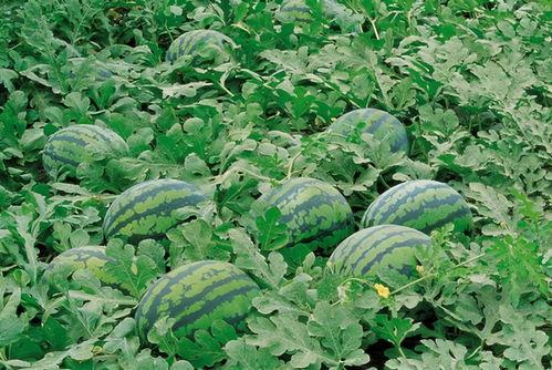 砀山管庄吃瓜新闻,一场引发热议的乡村奇闻