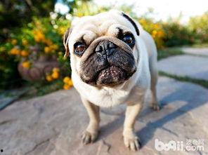 哈巴狗吃哈密瓜好吗,美味还是禁忌？