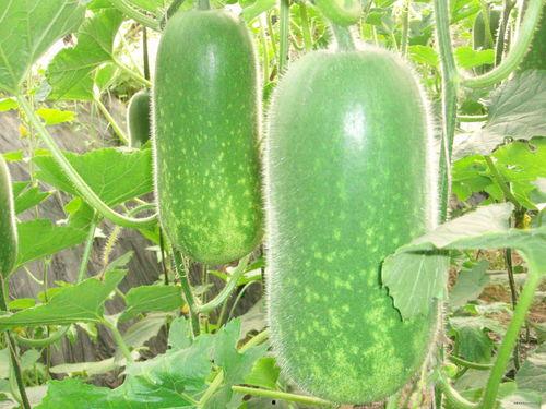 yfx吃瓜,娱乐圈背后的那些事儿