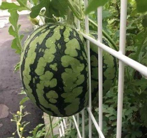 花下吃瓜,品味人生百态