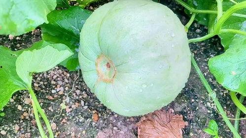 吃瓜的种子能吃吗,揭秘能否食用的秘密