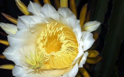 吃瓜霸王花小孩,小孩的趣味食趣之旅