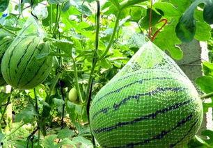 高瓜禾怎么吃,探索美味与营养的完美结合