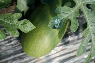 某林在线吃瓜,揭秘娱乐圈幕后真相