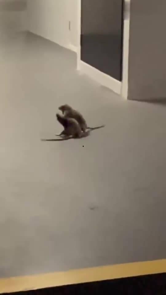 打架吃瓜看戏图片大全